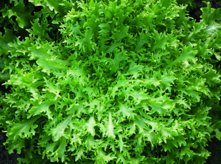 Насіння салата Прімафайн F1 Enza Zaden 5000