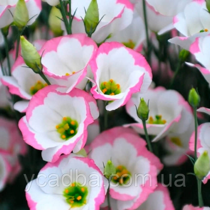 Насіння Еустоми Сапфiр Рожевий серпанок (5шт), фото 1