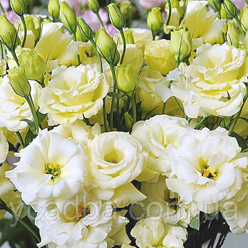 Насіння Еустоми АВС Місіс Єлоу (5шт), фото 1