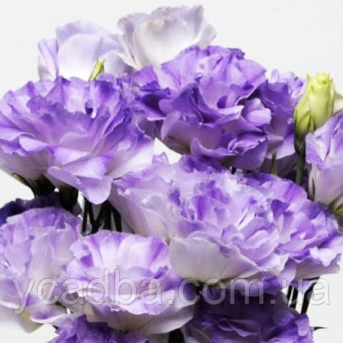 Насіння Еустоми АВС Місіс Блу (5шт), фото 1