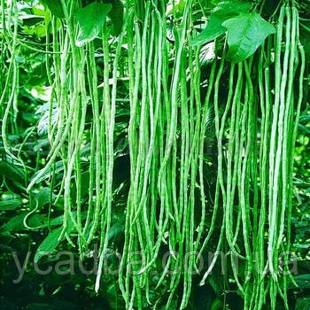 Насіння квасолі вігна Шарлотта (10шт), фото 1