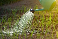 Як правильно робити поливання?