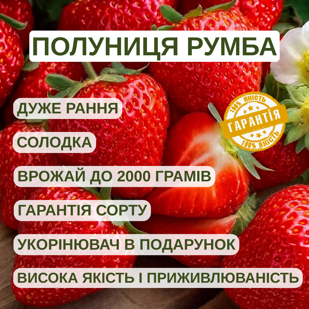 Саджанці полуниці в касеті Румба - дуже рання, солодка, крупноплідна (в касеті) + Подарунок, фото 1