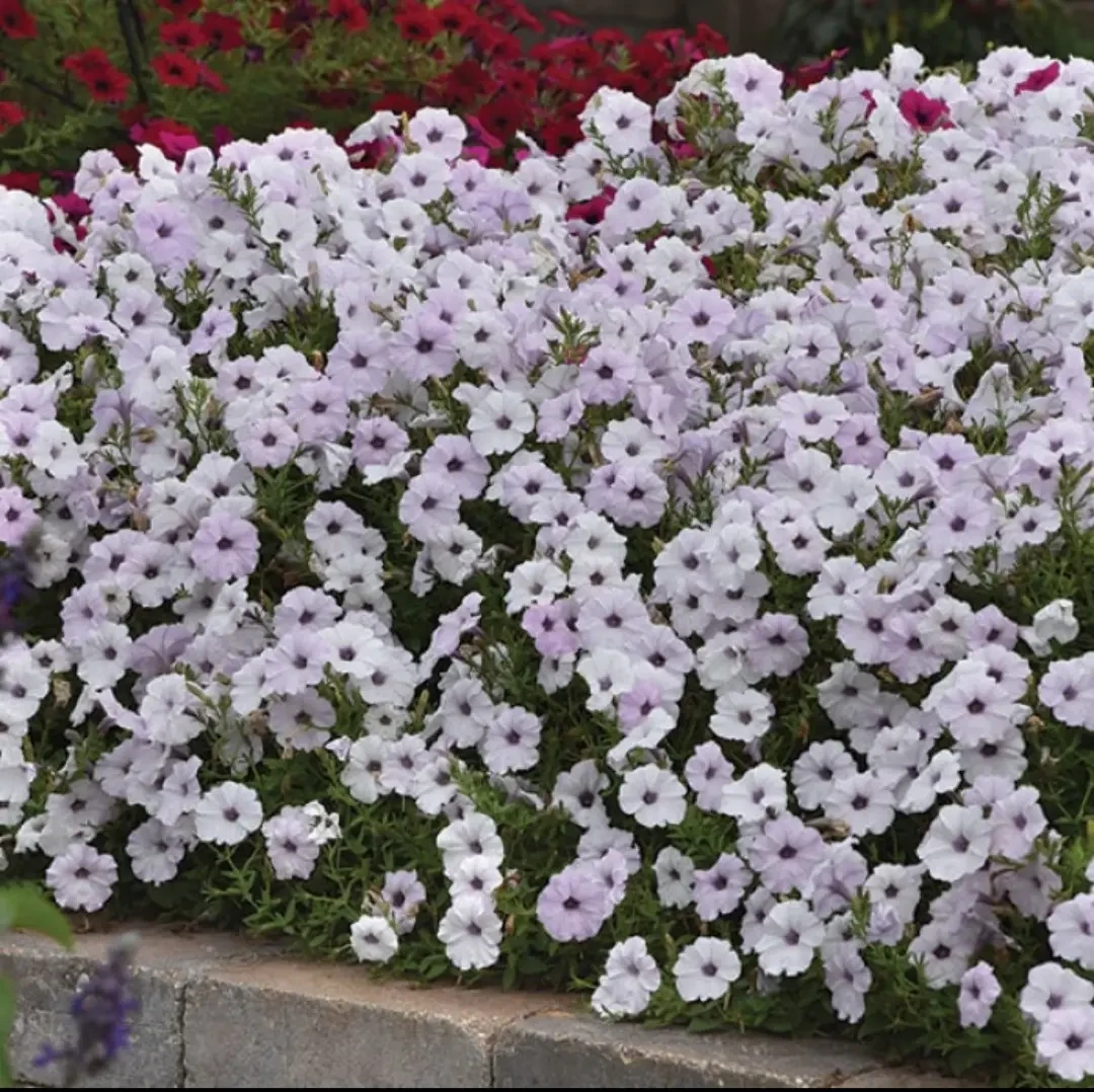 Петунія ампельна Тайдал Вейв F1 сілвер сурфінія 5нас ПФ, фото 1