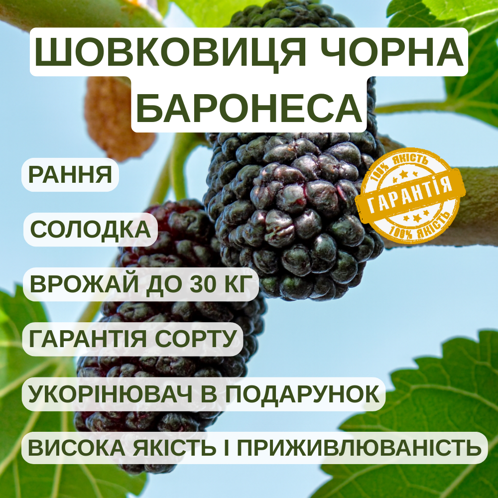 Саджанці Шовковиці Чорна Баронеса - великоплідна, солодка, невибаглива, фото 1