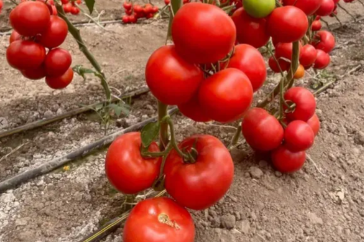 Насіння томату Фарасан F1 Enza Zaden 100