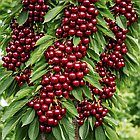 Саджанці Вишні колоновидної Захват - середнього терміну, морозостійка, крупноплідна, фото 2