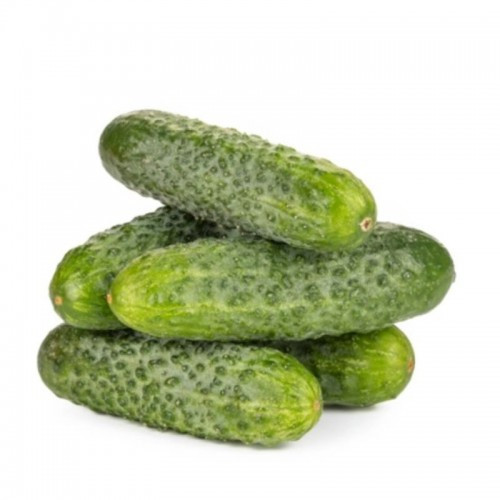 Насіння огірку Концерт F1 Rijk Zwaan 250