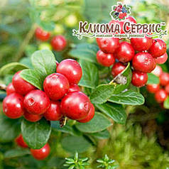 Саджанці брусниці Корал (Coralle), 1 річні