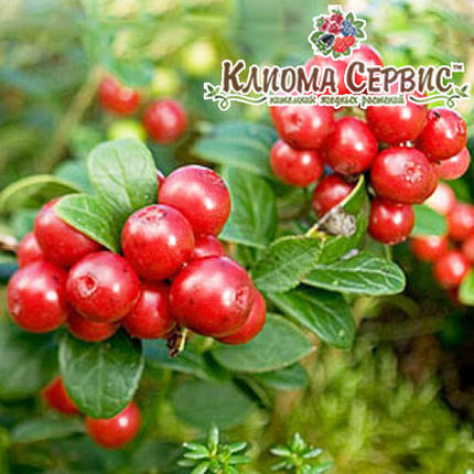 Саджанці брусниці Корал (Coralle), 3 роки 7.5 л, фото 1