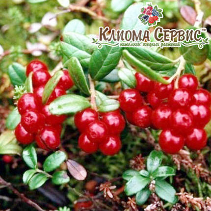 Саджанці брусниці Candy Red(Ред Кенді) в горщику 0.5 л (5-10 см), фото 3