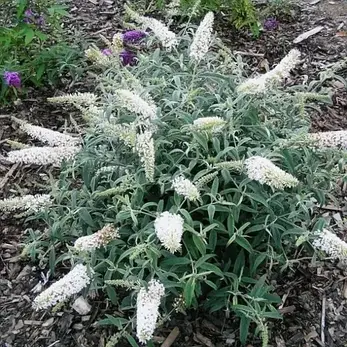Будлея Давида White Ball 2 річна, Будлея Давида Вайт Бол, Buddleja davidii White Ball, фото 3