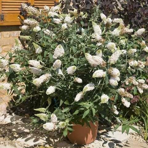 Будлея Давида White Ball 2 річна, Будлея Давида Вайт Бол, Buddleja davidii White Ball