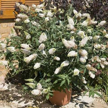 Будлея Давида White Ball 2 річна, Будлея Давида Вайт Бол, Buddleja davidii White Ball, фото 1
