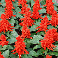 Сальвія блискуча Reddy lime leaved red 100 шт