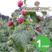 Саджанці малини сорт Полана (Polana) ремонтантна I гатунок, фото 2