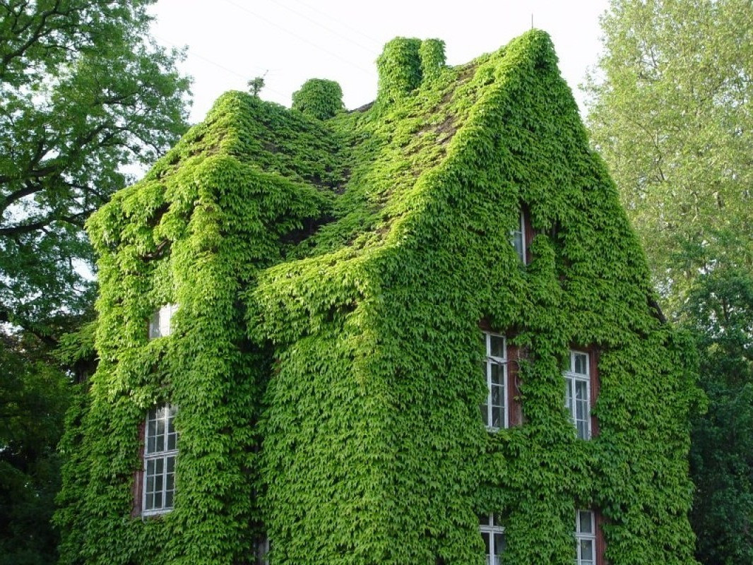 Вертикальное озеленение фасада "под ключ". - фото 4 - id-p493740241