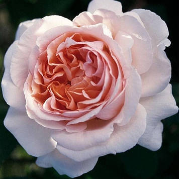 Троянда чайно-гібридна Андре Ле Нотр (тубус)