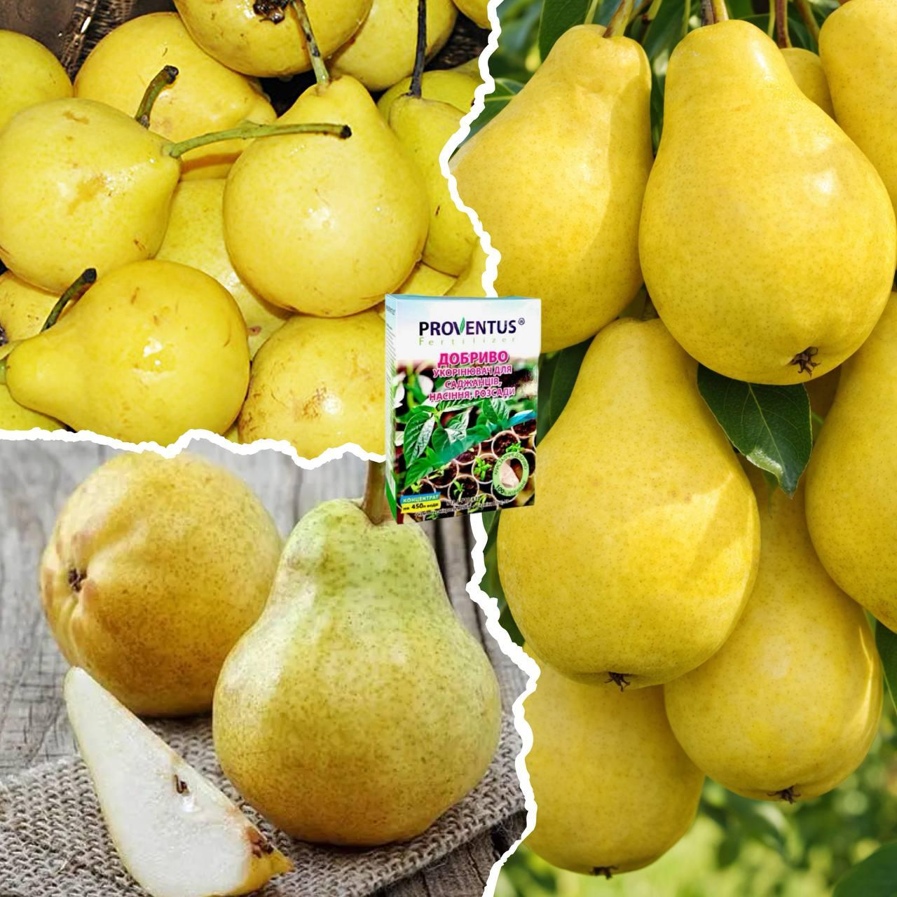 Комплект Груші з 3 шт «Три Сезони» — сорт Лимонка + Вільямс Літній + Дюшес Зимовий + Добриво-укорінювач 300г, фото 1