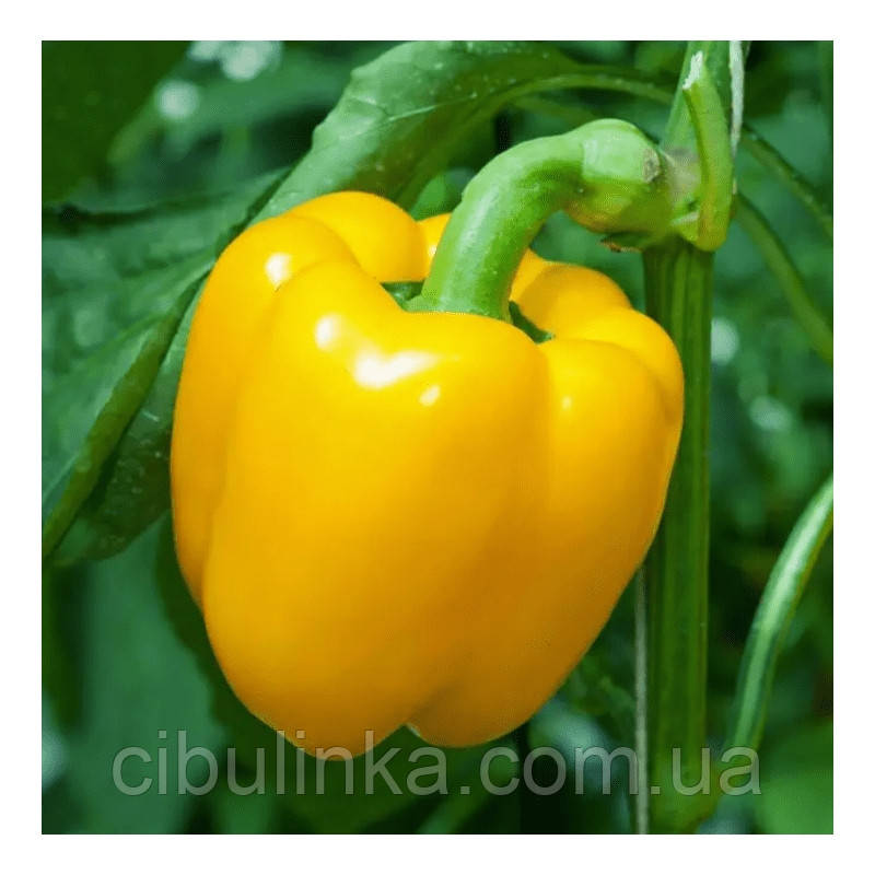 Перець солодкий Жовте диво (середньостиглий) 0,2 г, фото 1