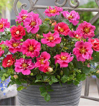 Ай ту Ай ( Eye to Eye)