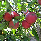 Яблуня Малуша (ММ 106). Літній сорт. Однорічний (в)., фото 4