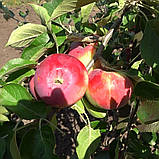 Яблуня Малуша (ММ 106). Літній сорт. Однорічний (в)., фото 3