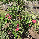 Яблуня Малуша (ММ 106). Літній сорт. Однорічний (в)., фото 5