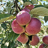 Яблуня Малуша (ММ 106). Літній сорт. Однорічний (в)., фото 2