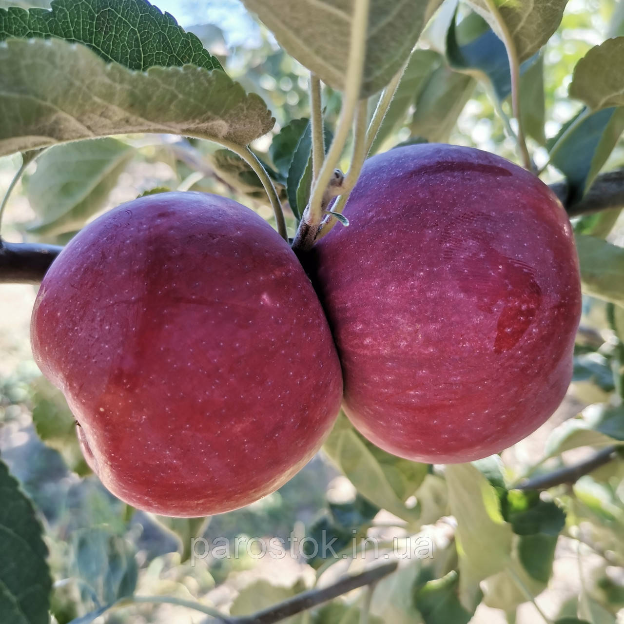 Яблуня Малуша (ММ 106). Літній сорт. Однорічний (в)., фото 1