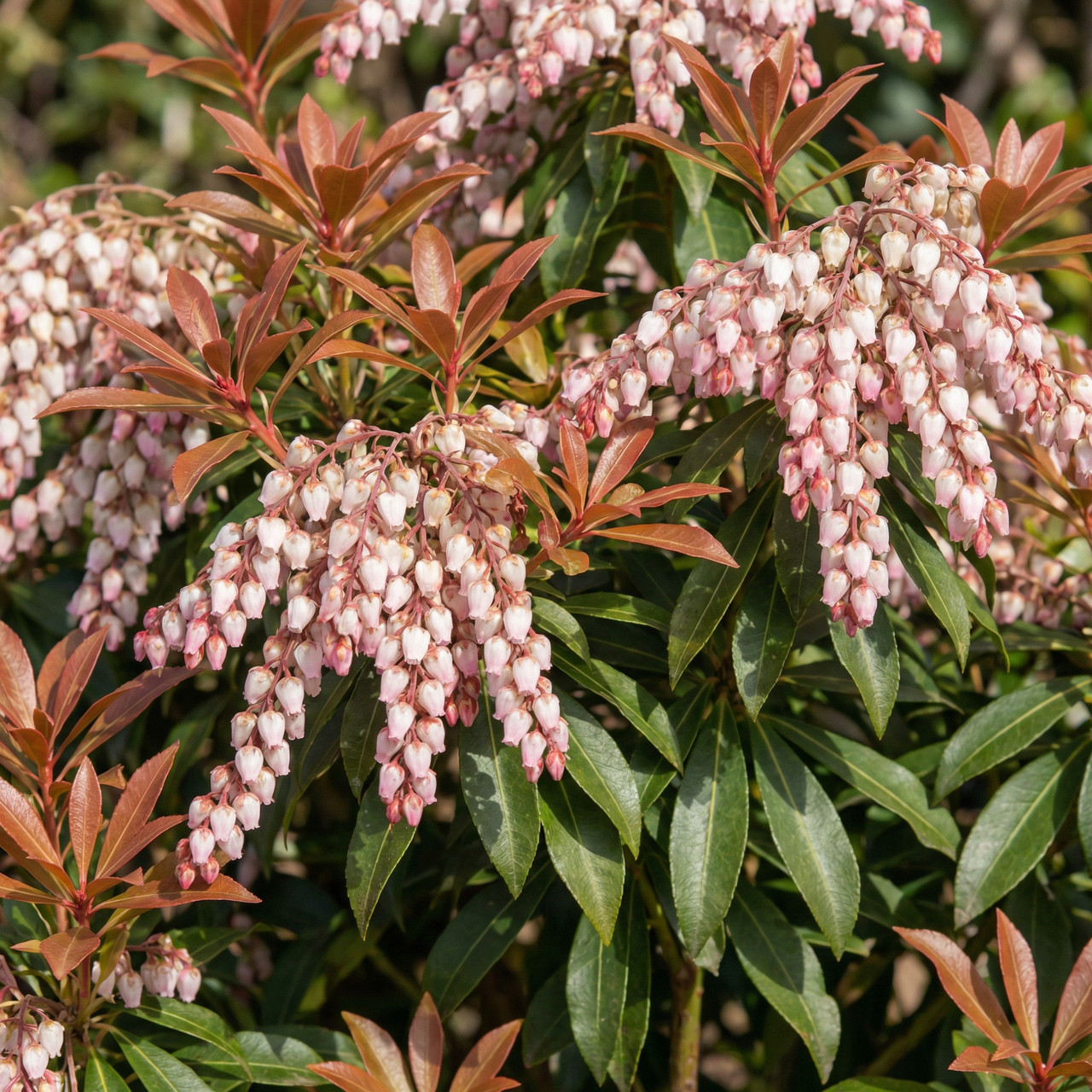 Саджанці Пієріса Болтманс Пінк (Pieris Boltman's Pink) P9, фото 1