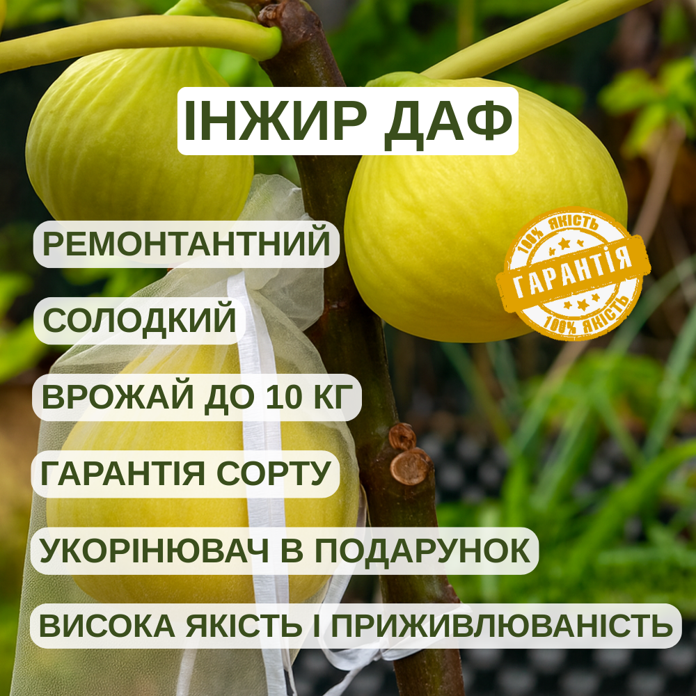 Саджанці інжиру ДАФ (Джин Ао Фен) 2-х річний - ремонтантний, самоплідний, урожайний, фото 1