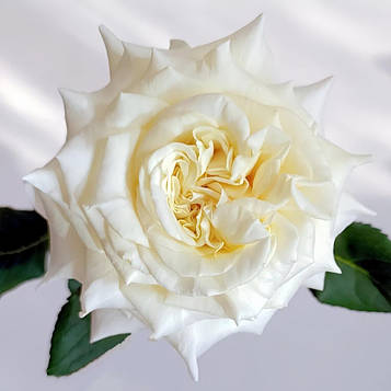 Вайт Ешлі (White Ashley)