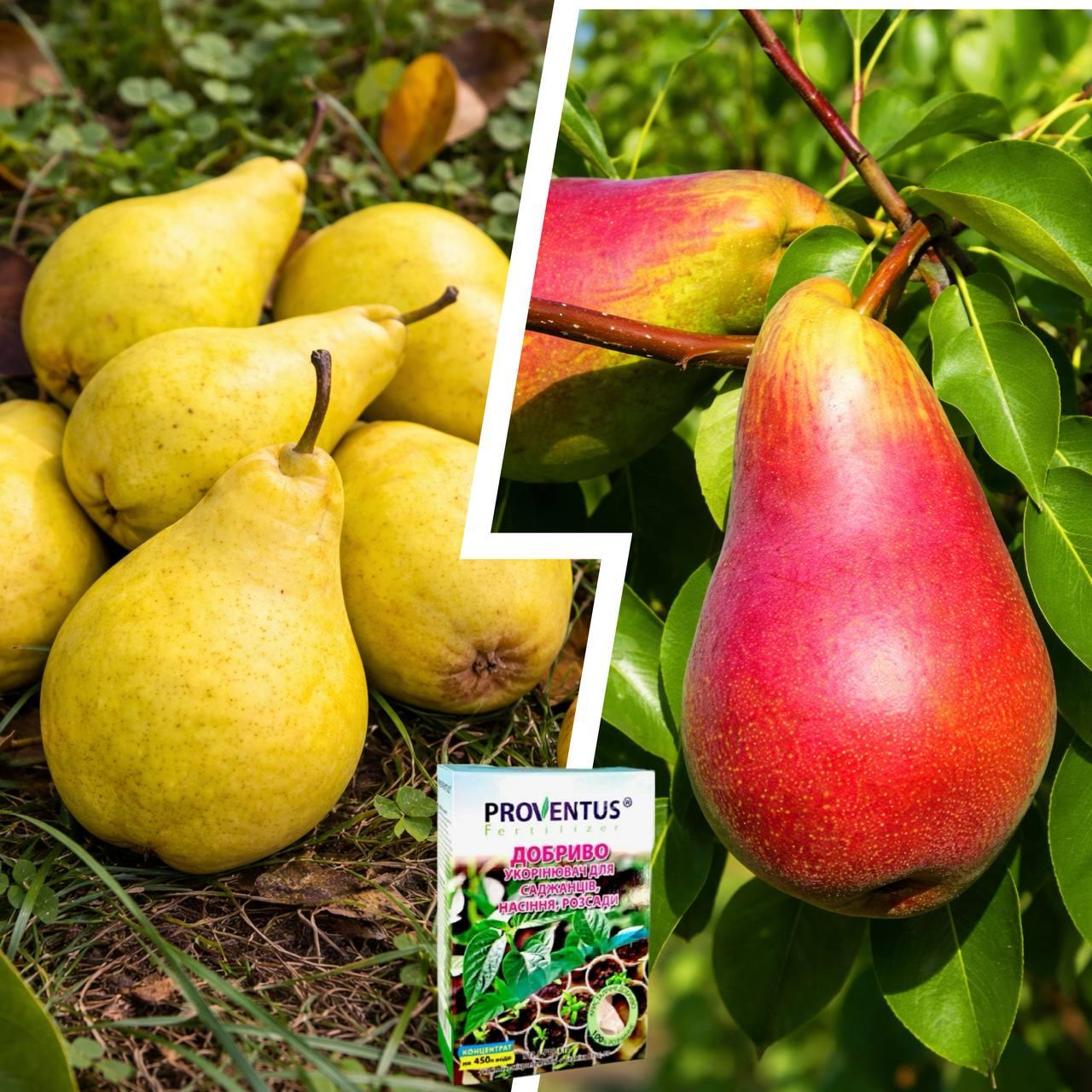 Мікс Груші з 2 шт «Магія» — сорт Вересневе Диво + Бере Люка + Добриво-укорінювач 300г, фото 1