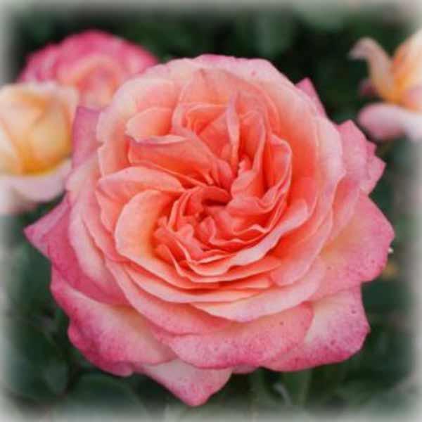 Троянда чайно-гібридна Ла Пальма (La Palma), фото 1