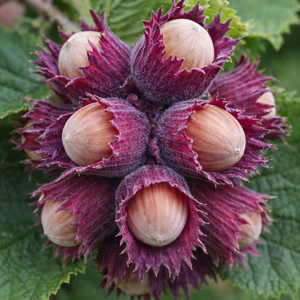 Саджанці Фундука (ліщини) Сирена - червонолистий, солодкий, зимостійкий, фото 1
