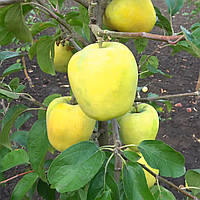 Яблуня Малахіт (ММ106.) Однорічний.(в)
