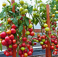 Насіння томату Фауст F1 500 насінин