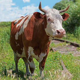 34- Молочна ферма