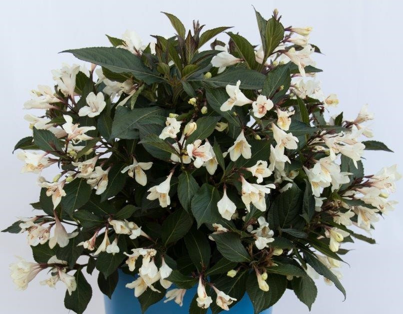 Вейгела квітуча Ebony and Ivory 2 річна, Вейгела цветущая Эбони энд Айвори, Weigela florida Ebony and Ivory / Velda