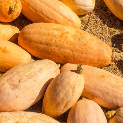 Гарбуз Рожевий банан (5шт) TM GL Seeds, фото 1