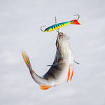 Балансиры — универсальные приманки для результативной рыбалки