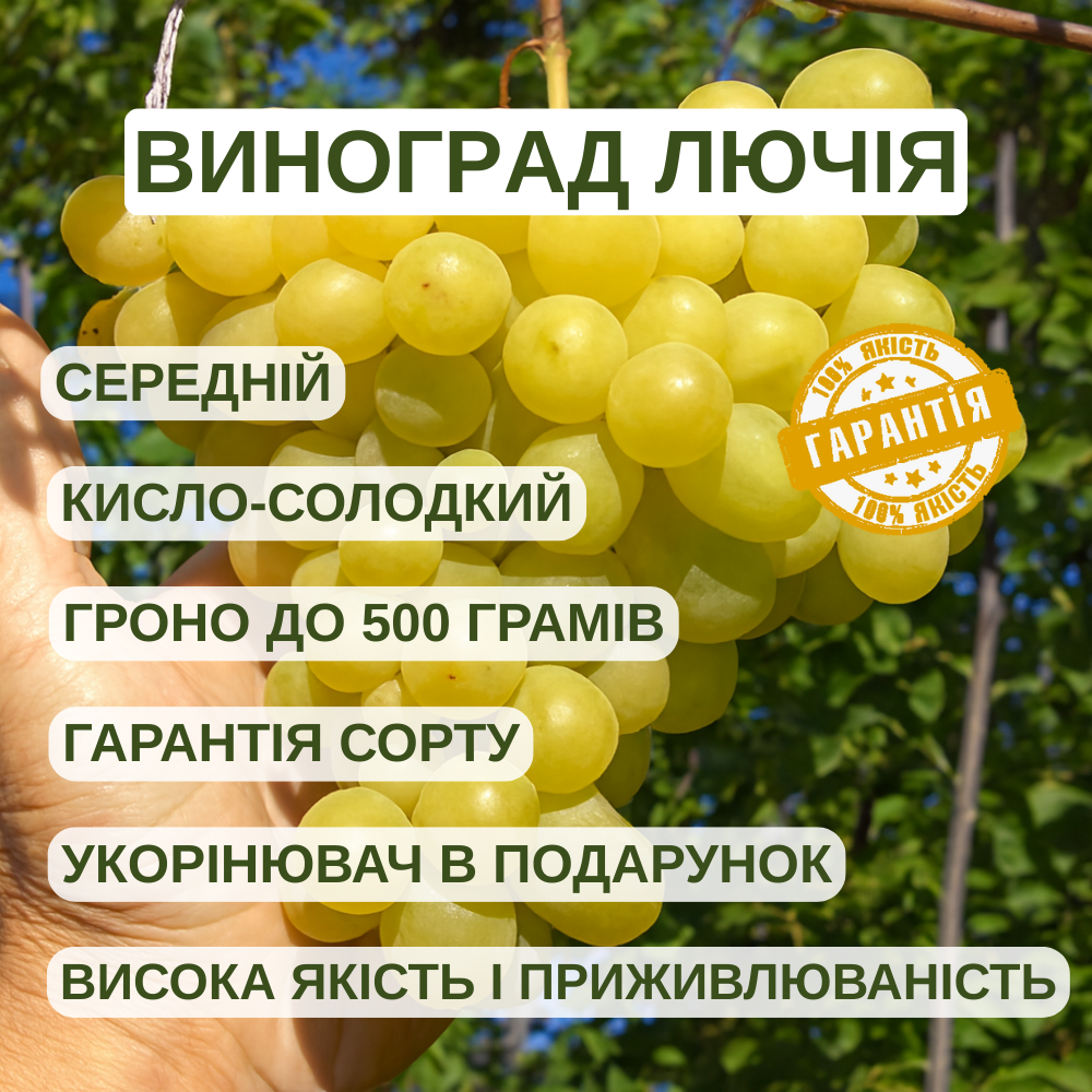 Саджанці Винограду Кишмиш Лючія - середнього терміну, великоплідний, морозостійкий, фото 1