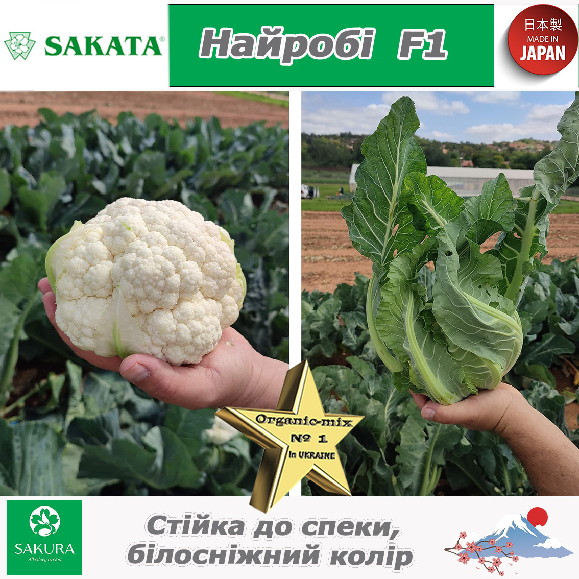 Капуста цвітна Найробі F1, 1000 насінин, ТМ Sakata (Японія), фото 1