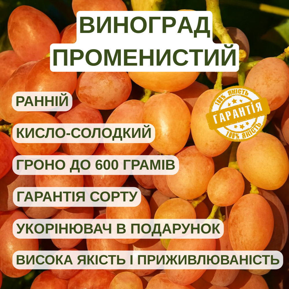Саджанці Винограду Кишмиш Променистий - ранньо-середнього строку, транспортабельний, морозостійкий, фото 1