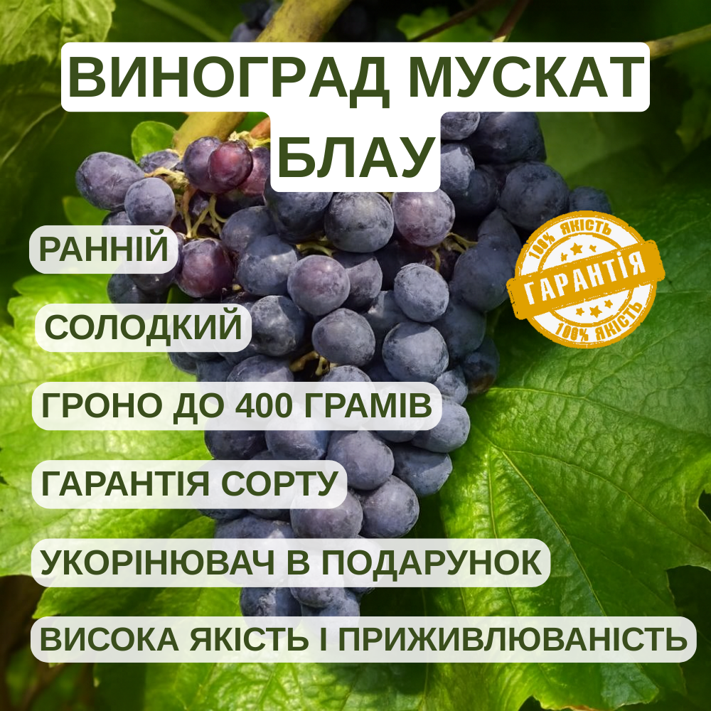 Саджанці Винограду Мускат Блау - раннього терміну, урожайний, морозостійкий, фото 1