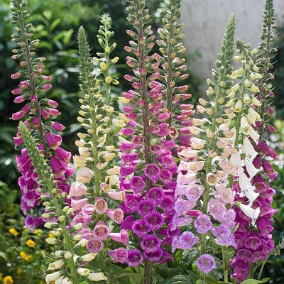 Наперстянка