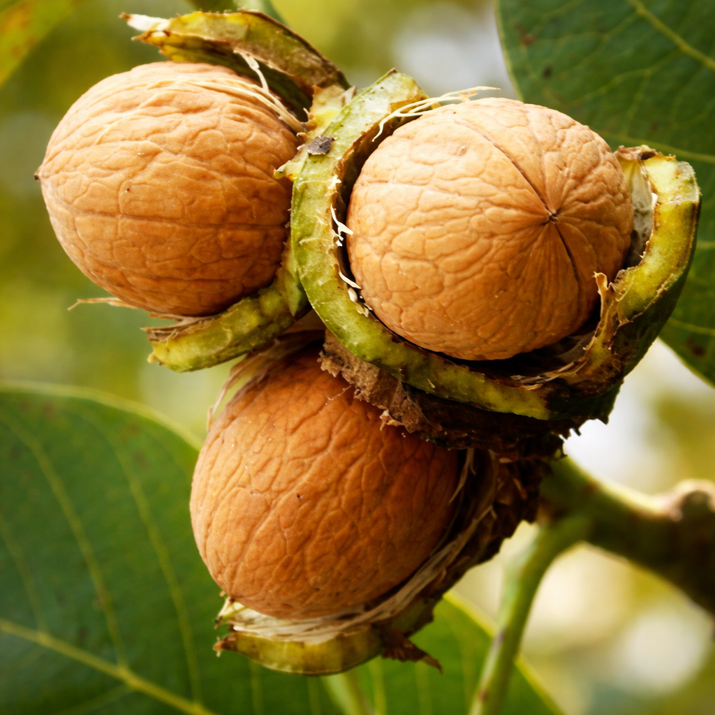 Саджанці Волоського горіха Додо - (3 річний) - раннього терміну, урожайний, морозостійкий, фото 1