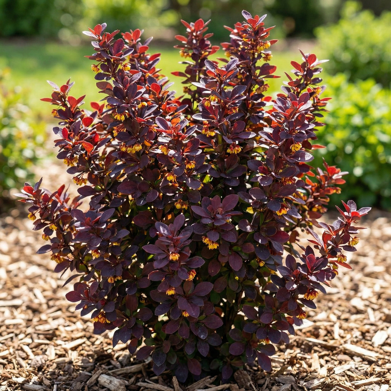 Саджанці Барбарису Тунберга Атропурпуреа Нана (Atropurpurea Nana) Р9, фото 1