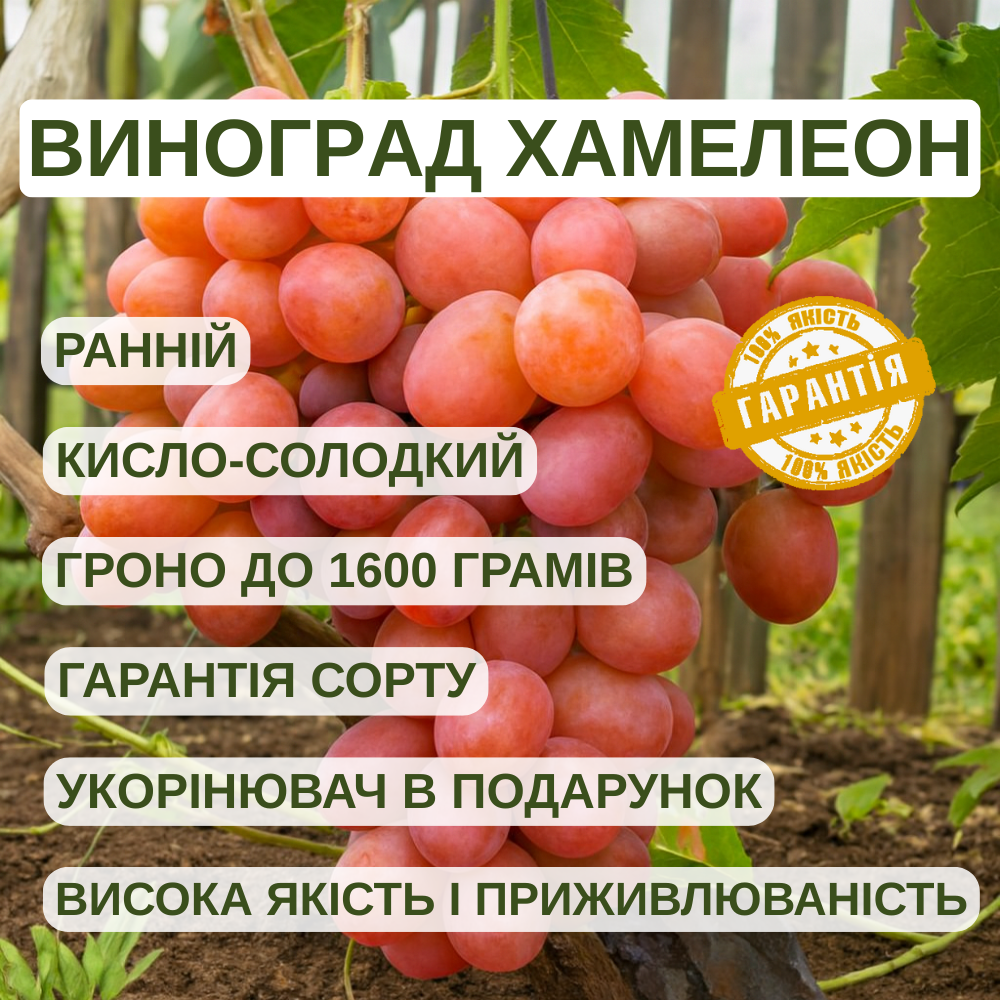 Саджанці Винограду Хамелеон - дуже раннього строку, великоплідний, морозостійкий, фото 1